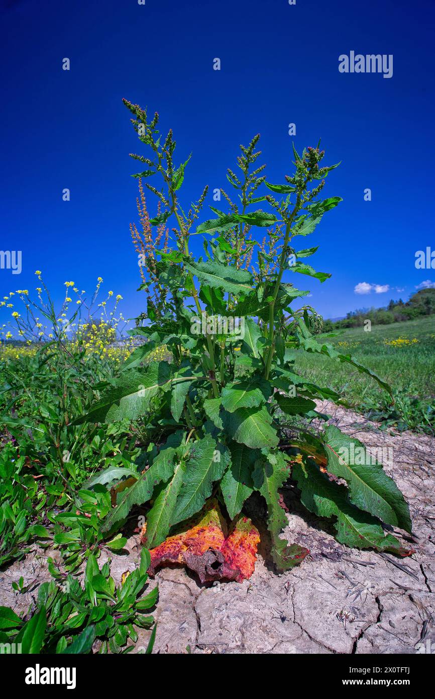 Bacino a foglia larga (Rumex obtusifolius), Poligonaceae. Erba perenne, pianta selvatica delle colture estive. fiori insignificanti. Foto Stock