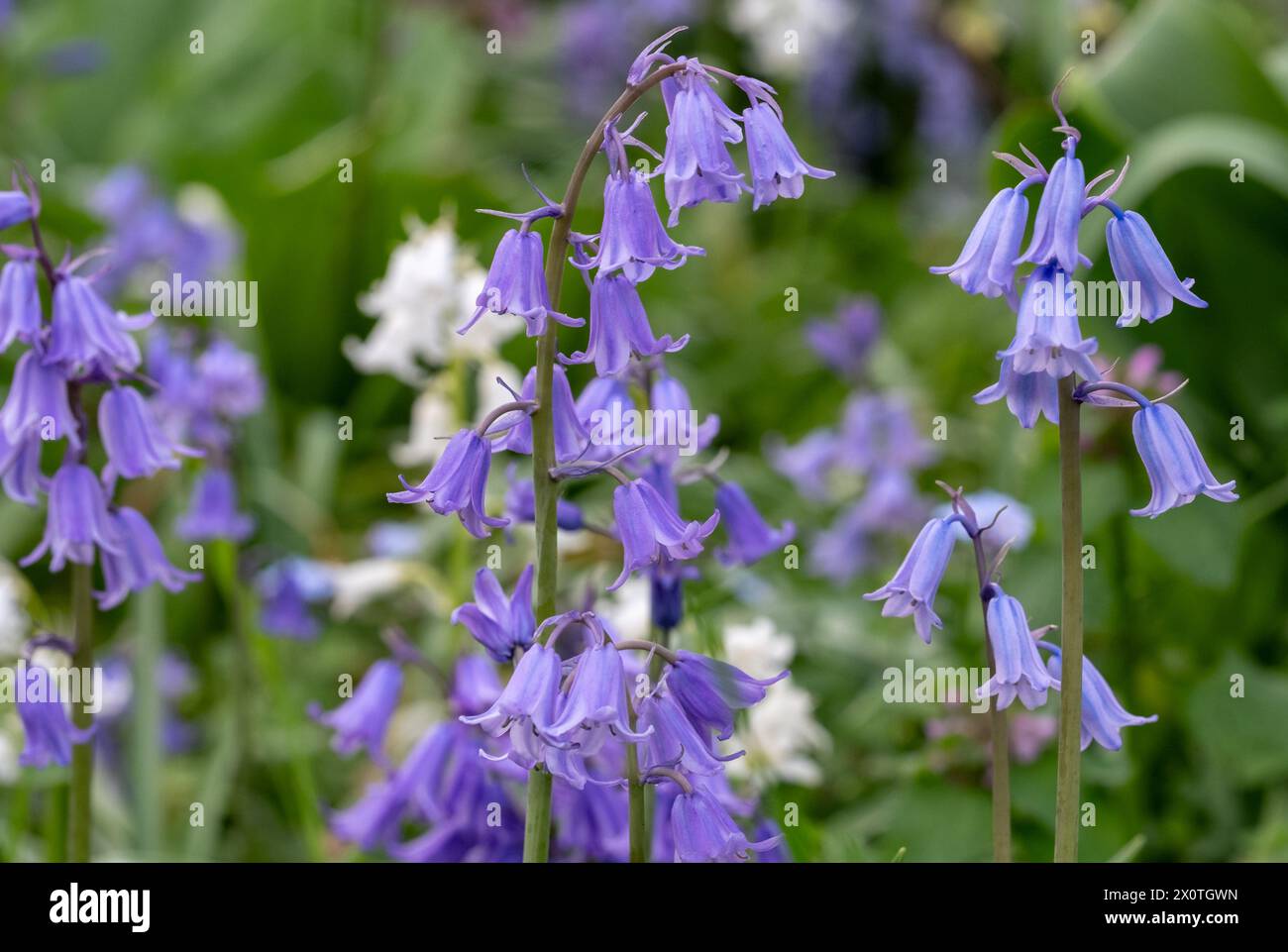 Campanelli in primavera, fotografati fuori dallo storico giardino murato degli Eastcote House Gardens, London Borough of Hillingdon, Regno Unito. Foto Stock