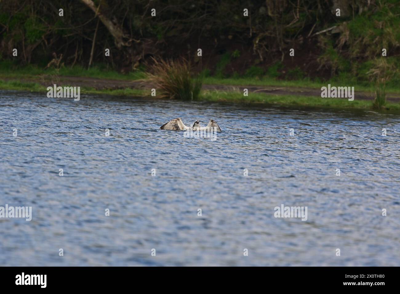 Osprey pesca pesce Scozia Foto Stock