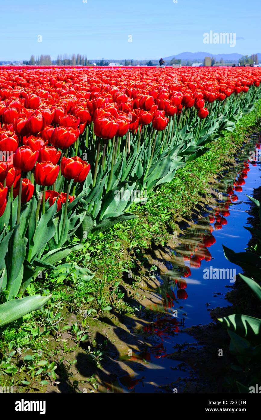 Campo agricolo di tulipani rossi su foglie verdi con riflessi in acqua Foto Stock