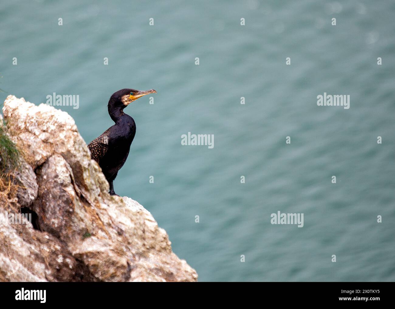 Un grande cormorano nero con un becco a uncino asciuga le ali sulla costa vicino a Howth, Dublino. Foto Stock