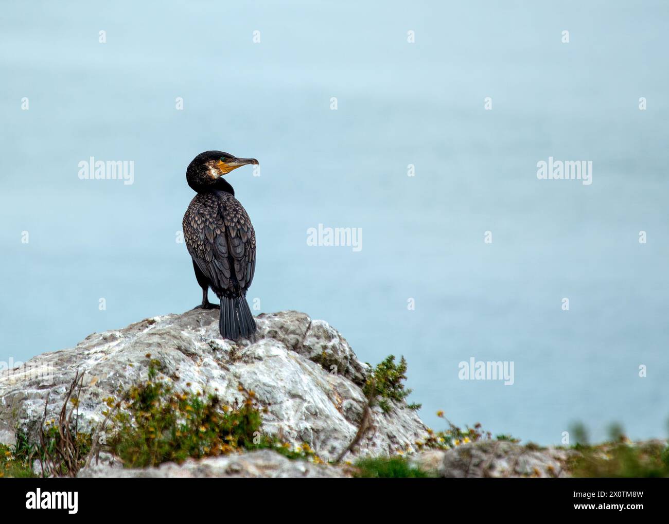 Un grande cormorano nero con un becco a uncino asciuga le ali sulla costa vicino a Howth, Dublino. Foto Stock