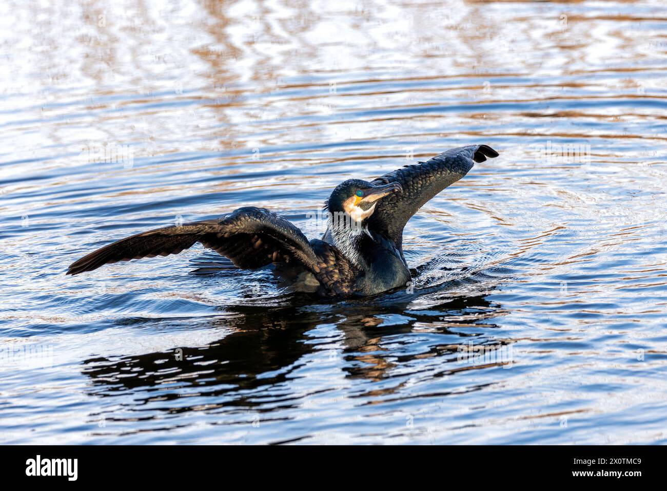 Un grande cormorano nero con un becco a uncino asciuga le ali sulla costa vicino a Howth, Dublino. Foto Stock