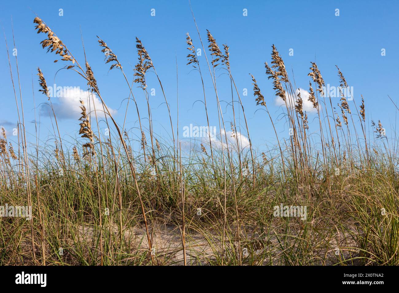 Outer Banks, North Carolina. Mare di avena (Uniola paniculata) al vento. Foto Stock