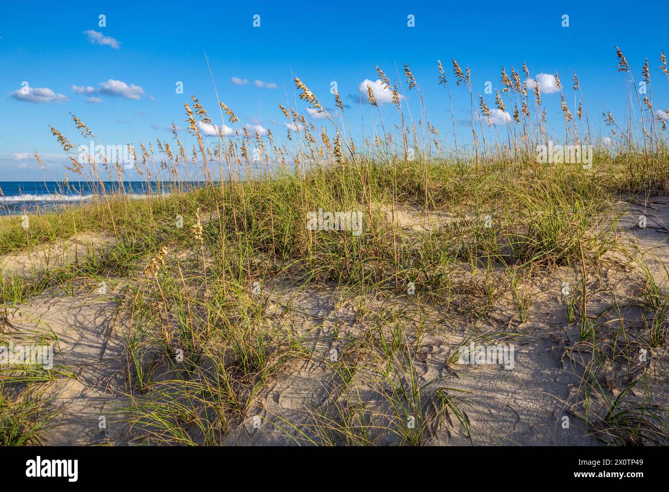 Outer Banks, Avon, North Carolina. Mare di avena (Uniola paniculata) stabilizza la sabbia lungo la spiaggia. Oceano atlantico in background. Foto Stock
