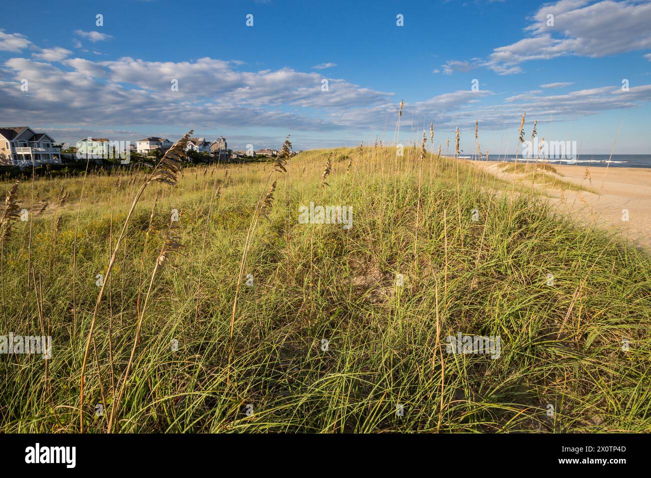 Outer Banks, Avon, North Carolina. L'Oats (Uniola Paniculata) stabilizza la sabbia lungo la spiaggia, formando una barriera protettiva per le case sulla sinistra. Foto Stock