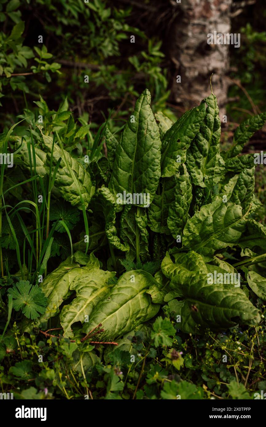 Un cespuglio di grande ciuffo verde nell'orto. La vita in campagna. Orticoltura. Foto di alta qualità Foto Stock