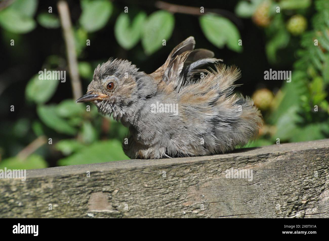 Dunnock allungato (1) Foto Stock