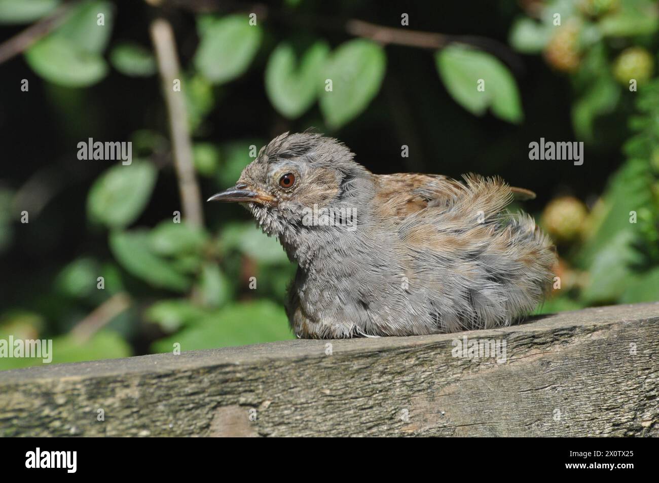 Dunnock rilassante (2) Foto Stock