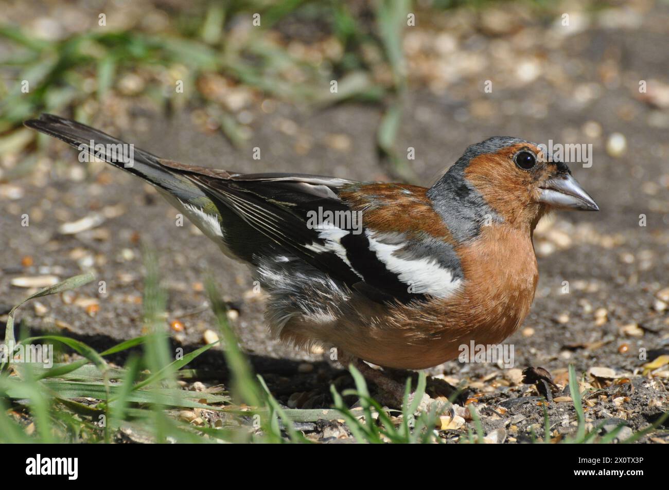 Chaffinch foraggiamento per semi di uccelli Foto Stock