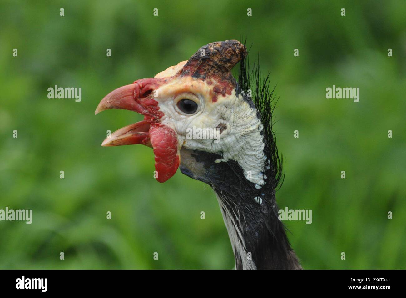 Guineafowl con becco aperto Foto Stock