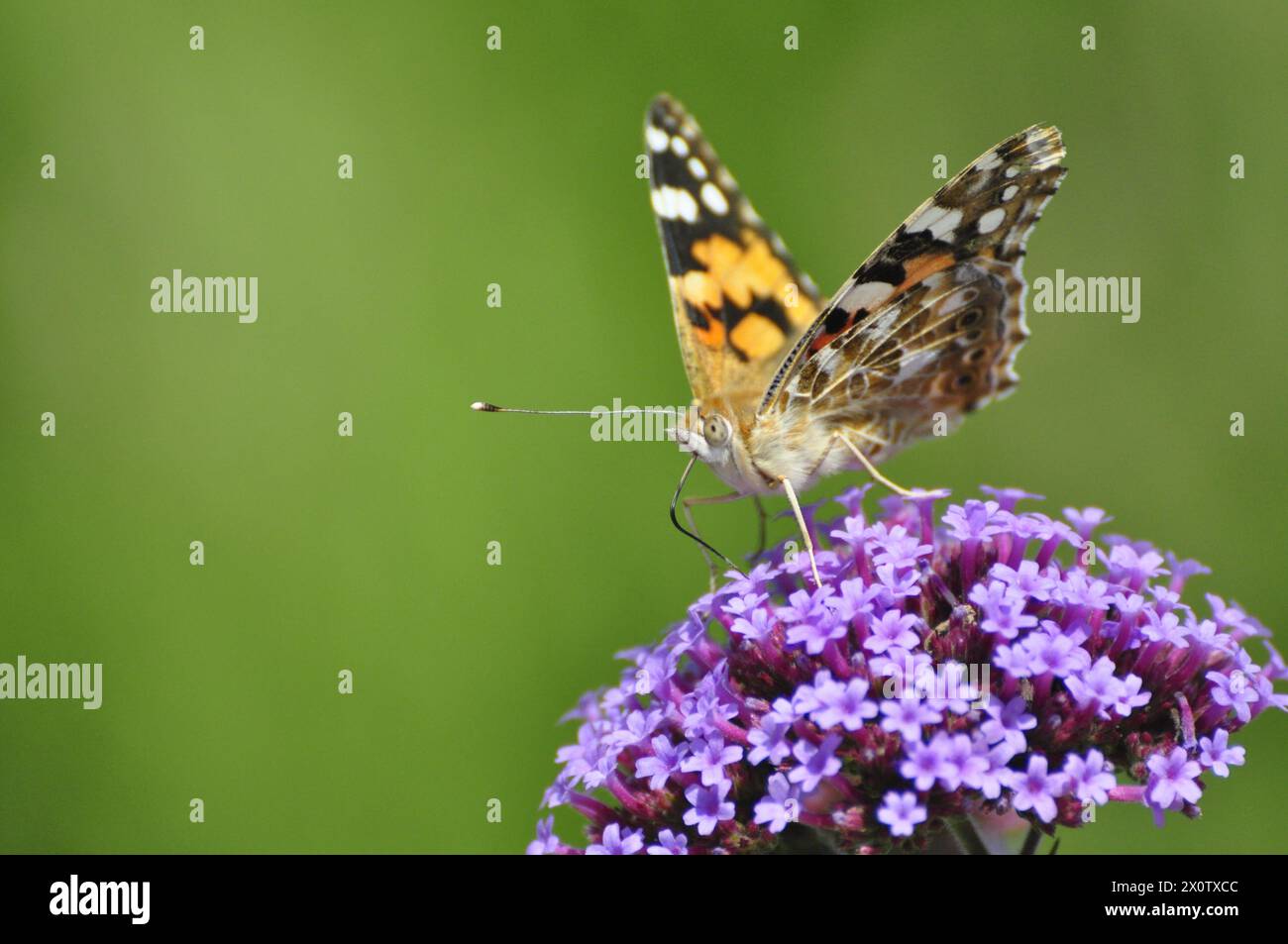 Farfalla di alimentazione Foto Stock
