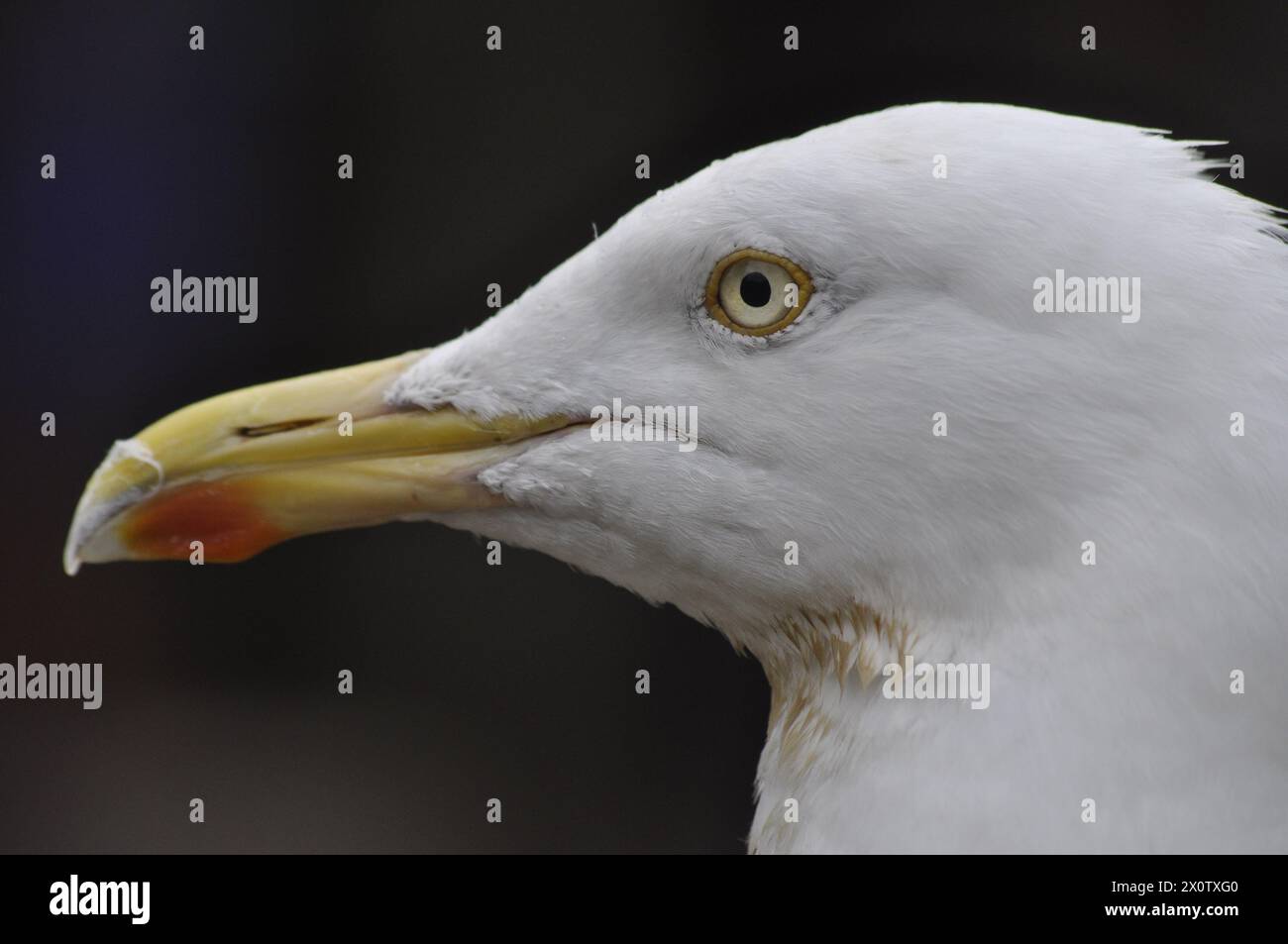 testa di gabbiano aringa Foto Stock