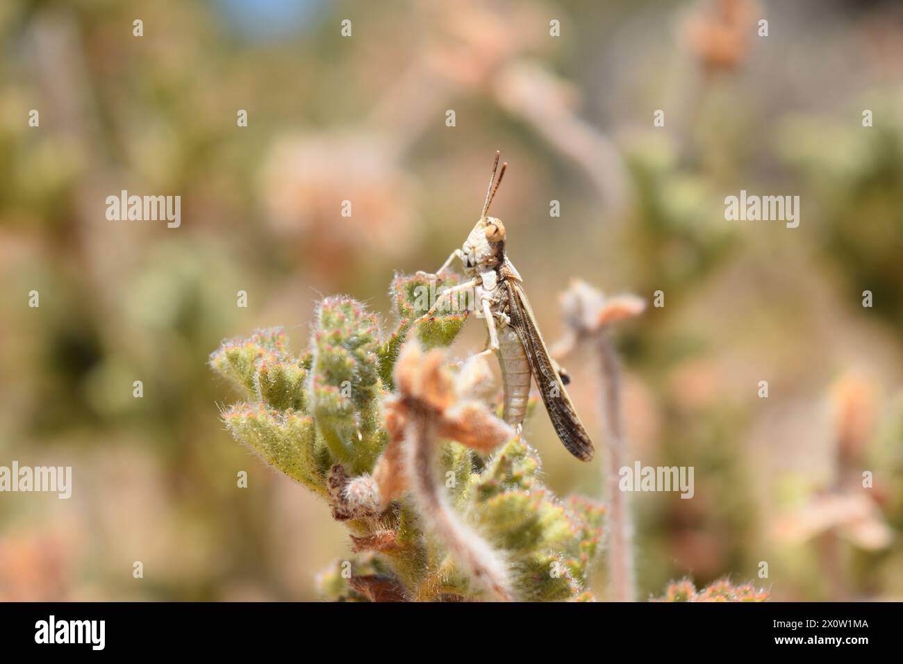 Una bellezza intricata da vicino: Un piccolo insetto poggia su una foglia vibrante, che mostra i delicati dettagli della natura e il mondo nascosto degli insetti. Foto Stock