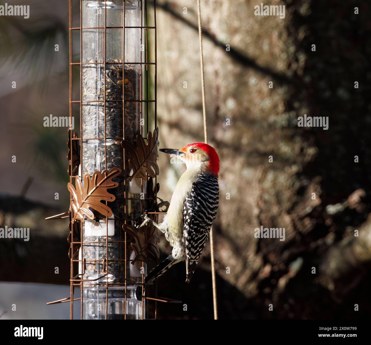 Un picchio rosso che si nutre di semi in un alimentatore per uccelli Foto Stock