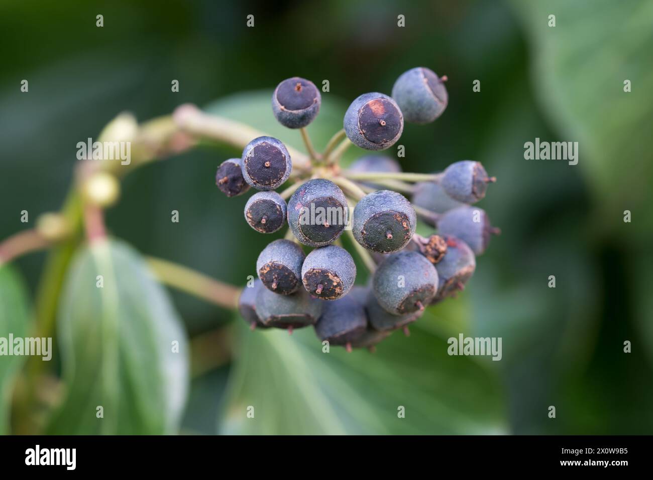 Hedera Helix, il primo piano delle comuni bacche di edera blu, focalizzazione selettiva Foto Stock