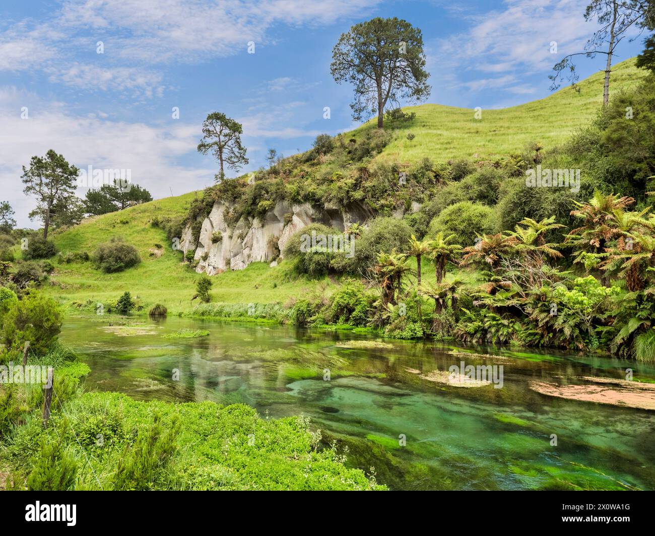 Scena lungo il fiume Waihou nella sorgente Blu, te Puna, area della regione di Waikato, nuova Zelanda. Foto Stock
