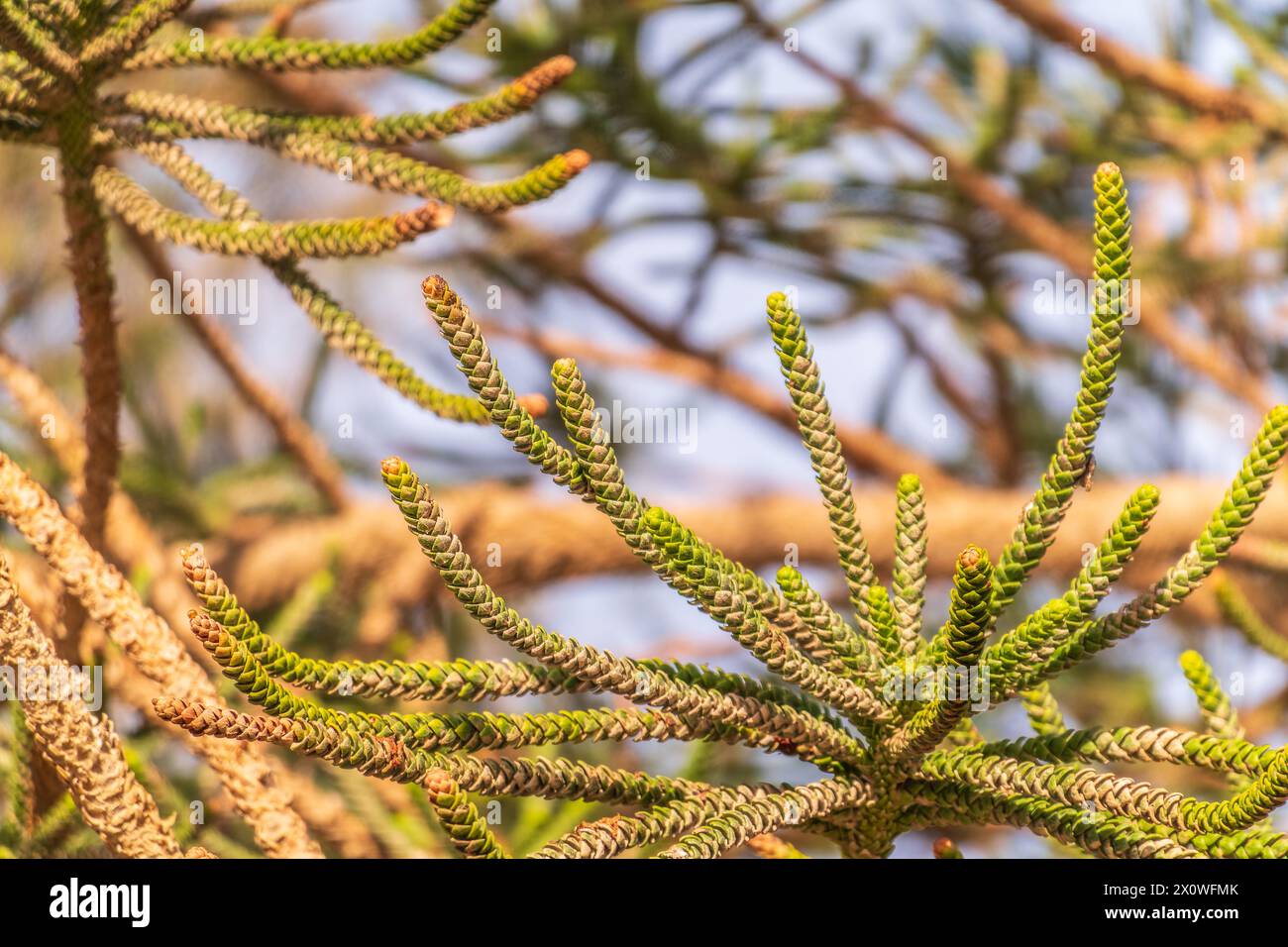 Aghi di albero sempreverde Araucaria araucana, comunemente chiamato l'albero puzzle scimmia, albero coda scimmia, Pewen o Pino cileno Foto Stock