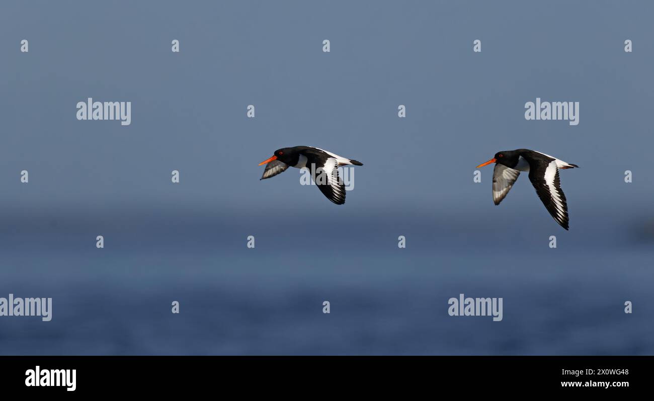Oystercatchers in volo Foto Stock