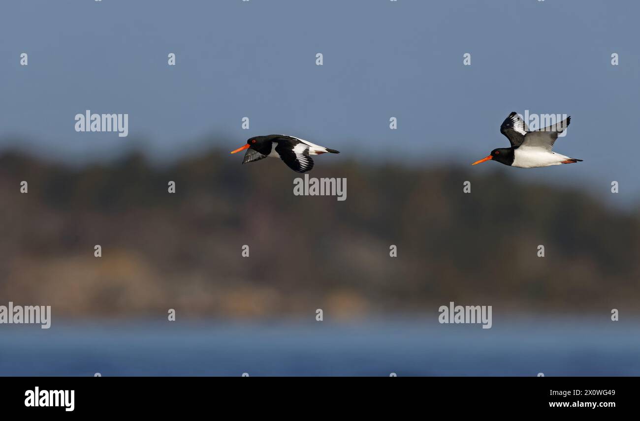 Oystercatchers in volo Foto Stock