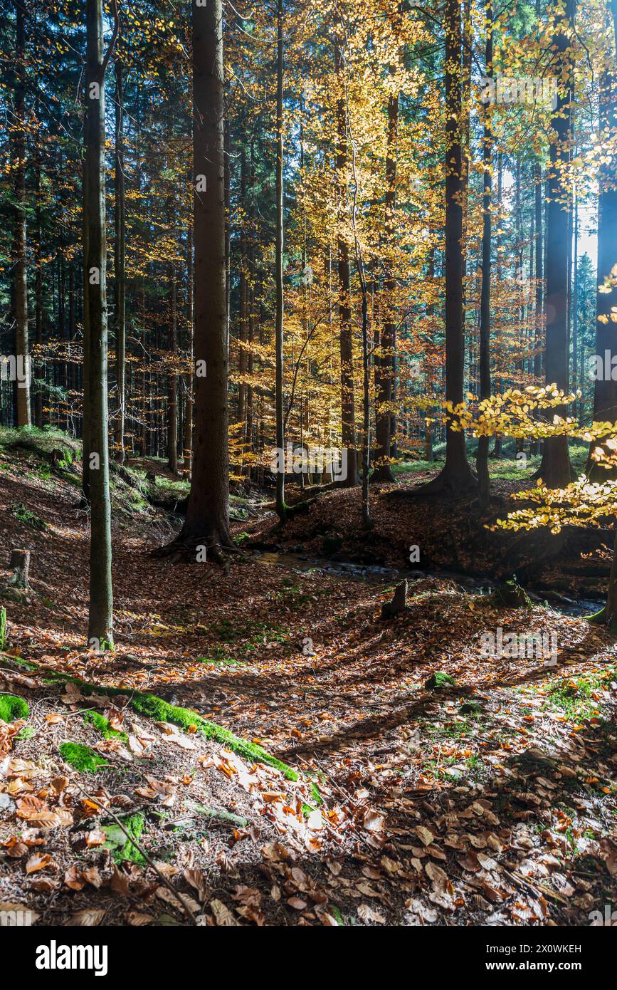 Colorata foresta autunnale mattutina con cervi ricoperti da foglie cadute sopra Horni Lomna, sulle montagne Moravskoslezske Beskydy nella repubblica Ceca Foto Stock