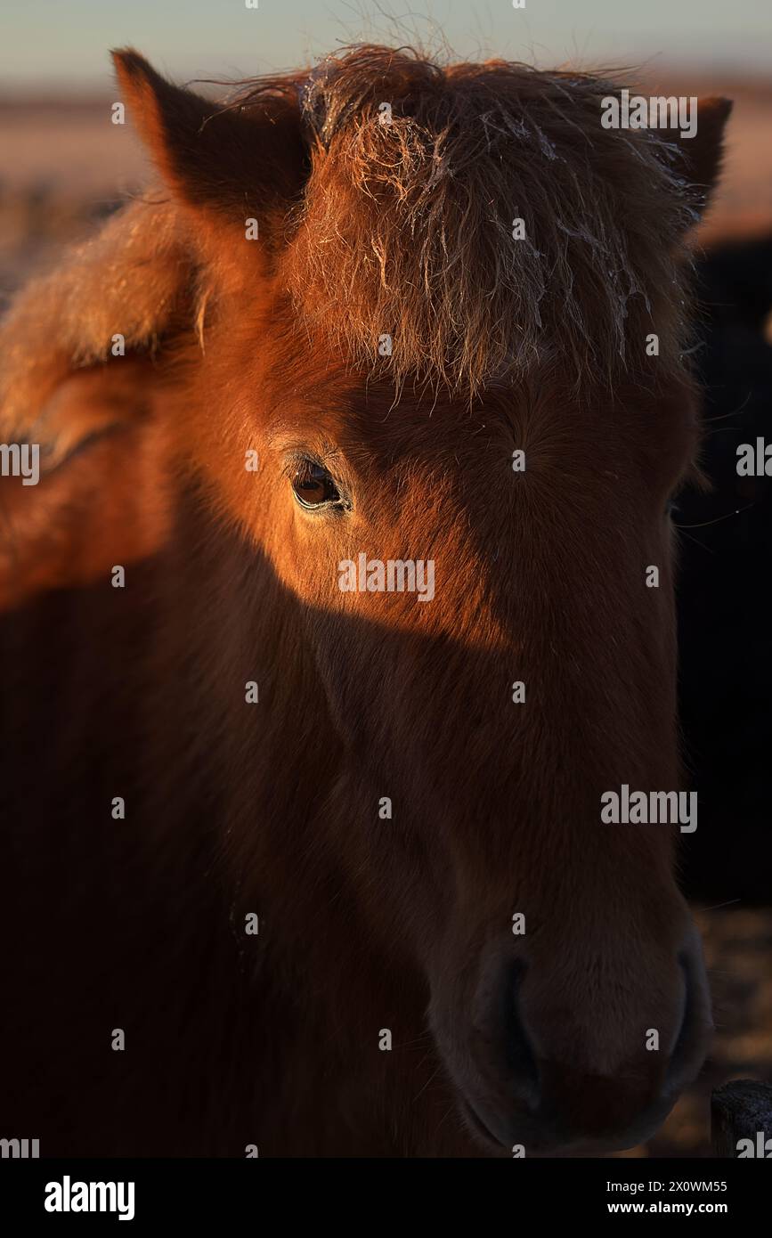 Primo piano ritratto del cavallo islandese Foto Stock