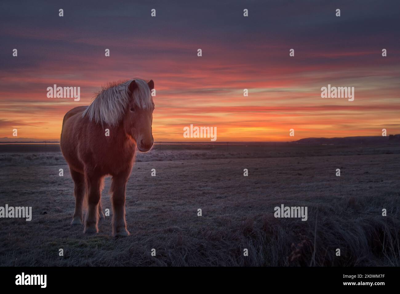 Cavallo islandese fotografato durante il tramonto invernale Foto Stock