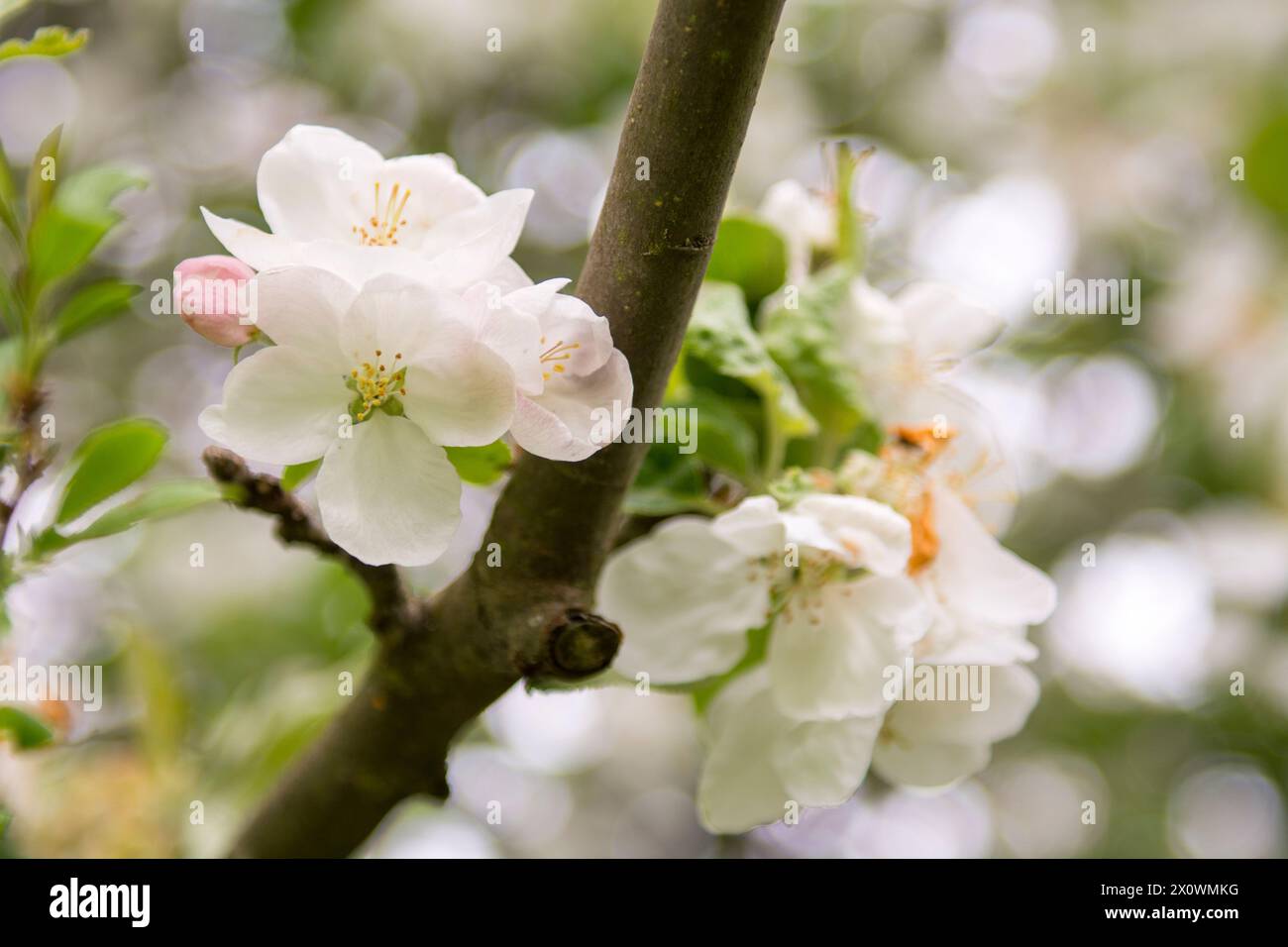 Questa immagine è caratterizzata da un vivace ramo di melo, i cui arti sono adornati da un'abbondanza di fiori bianchi in piena fioritura. I petali bianchi puri stan Foto Stock