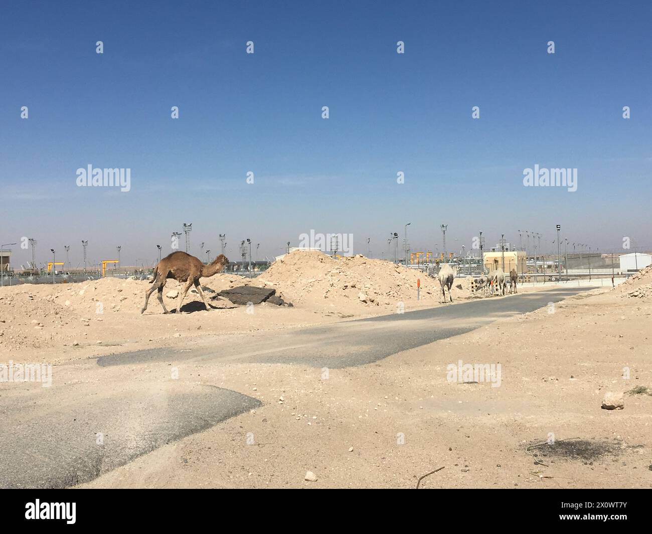 Nel deserto di Kuwait City, Kuwait Foto Stock
