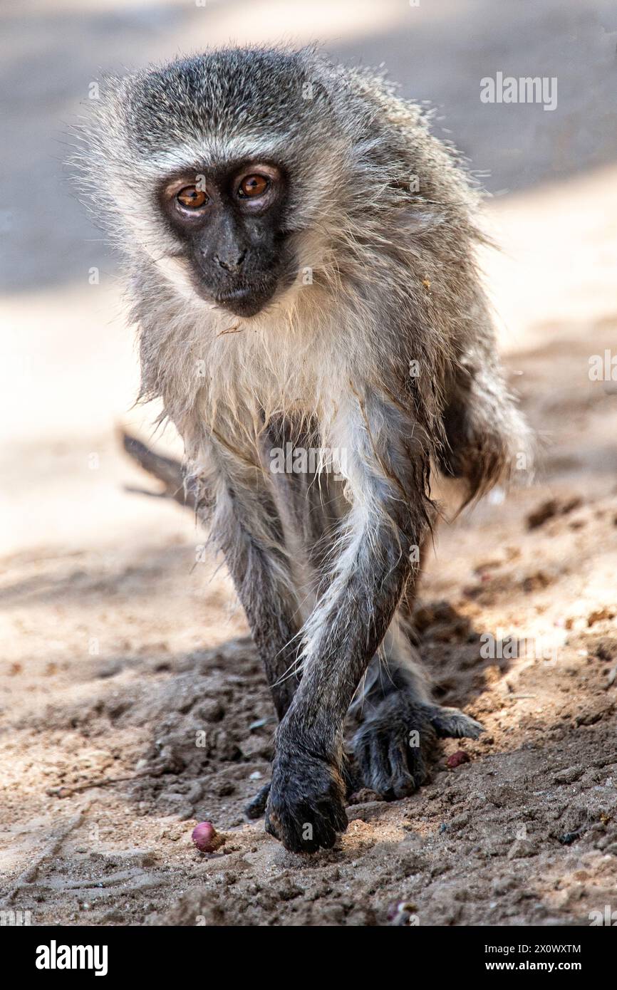 Vervet scimmia in avvicinamento alla telecamera. Foto Stock