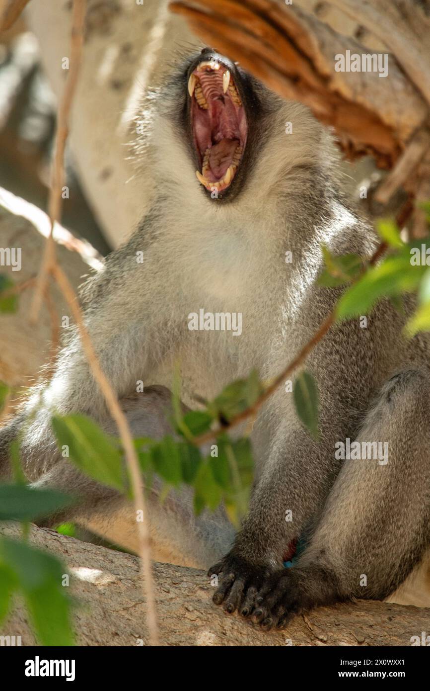 Vervet scimmia con un ampio sbadiglio aperto, che mostra denti e bocca interna, nei rami di un albero di fico. Foto Stock