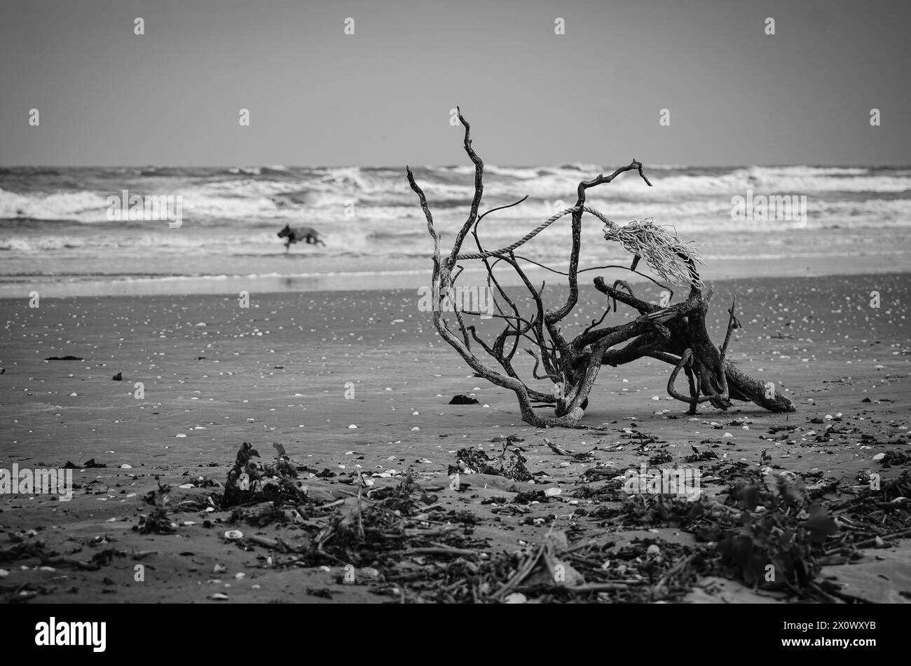 Spiaggia di Corbu in Romania, bianco e nero, bagnata su una spiaggia con corda intrecciata Foto Stock