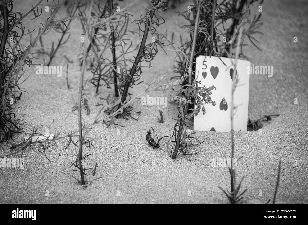 bianco e nero, mazzo di carte soffiate dal vento su una spiaggia, suggerisce la sfortuna di un giocatore d'azzardo Foto Stock