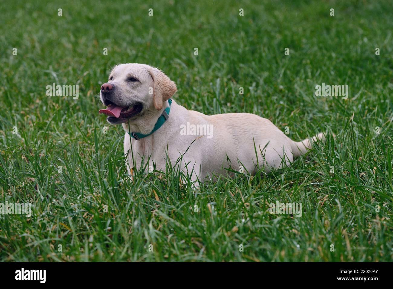 La giovane bionda labrador retriever giace nell'erba umida, con il copyspace Foto Stock