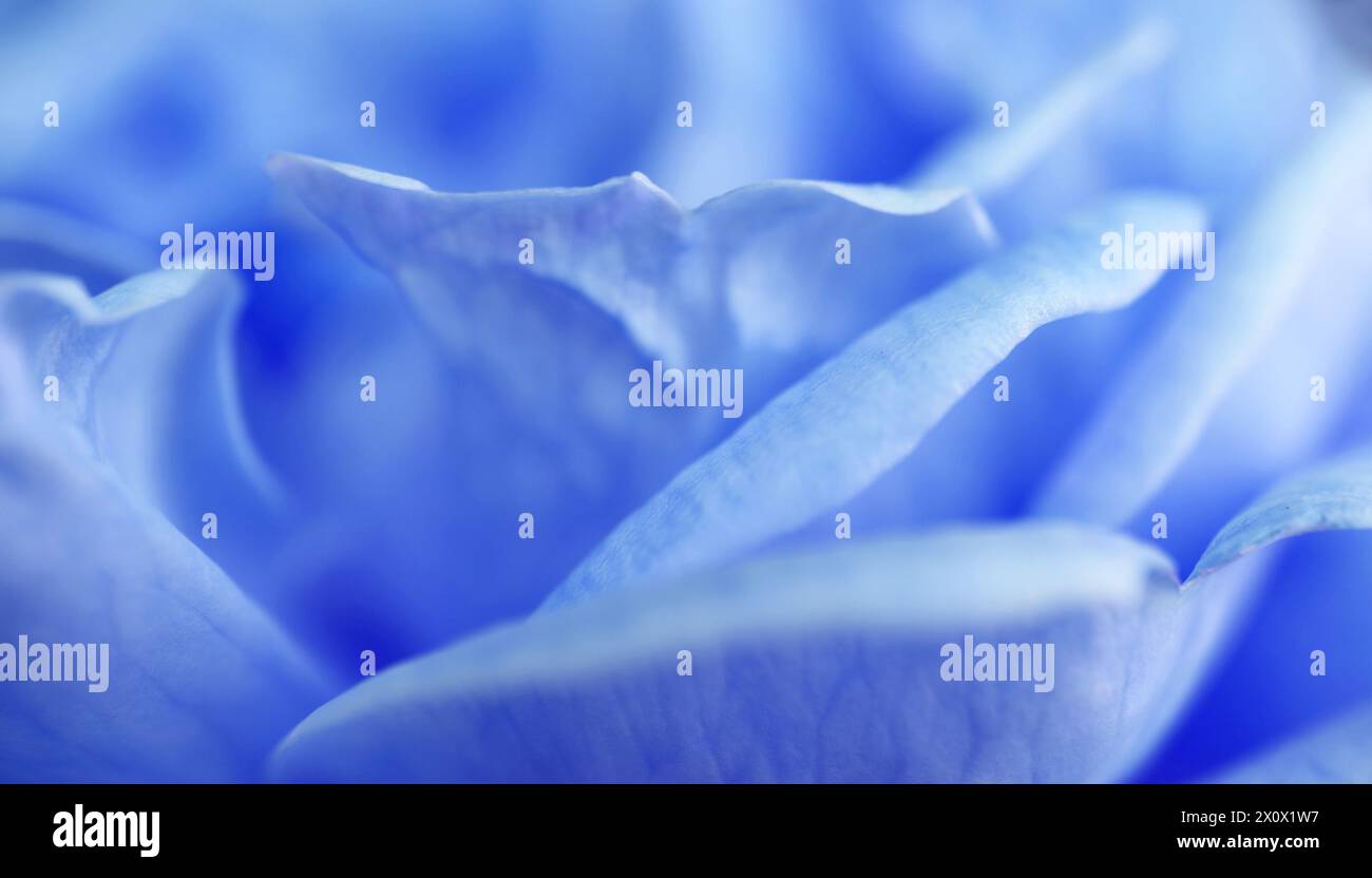 Primo piano dell'incredibile rosa in fiore di colore azzurro Foto Stock