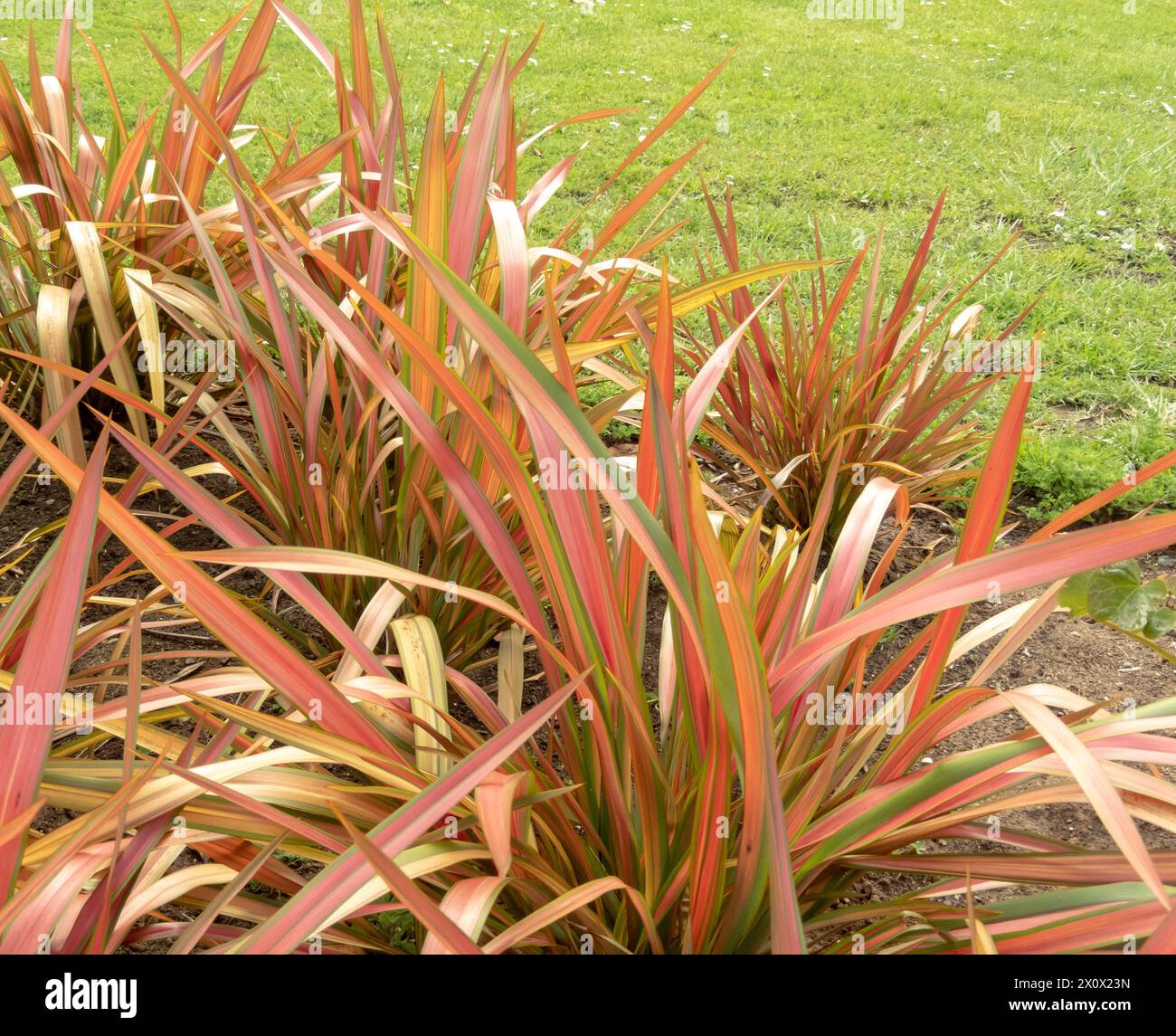 Foglie di lino neozelandese o canapa neozelandese a strisce di bronzo, verde e rosa. Piante di Phormium tenax. Foto Stock