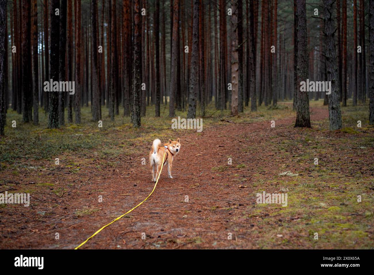 Un cane shiba inu rosso dotato di imbracatura, guinzaglio e GPS che cammina nella pineta Foto Stock