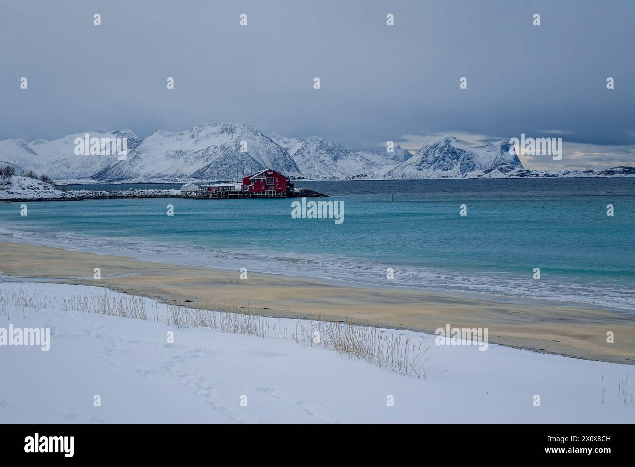 Bovaer in inverno, Senja, Norvegia Foto Stock