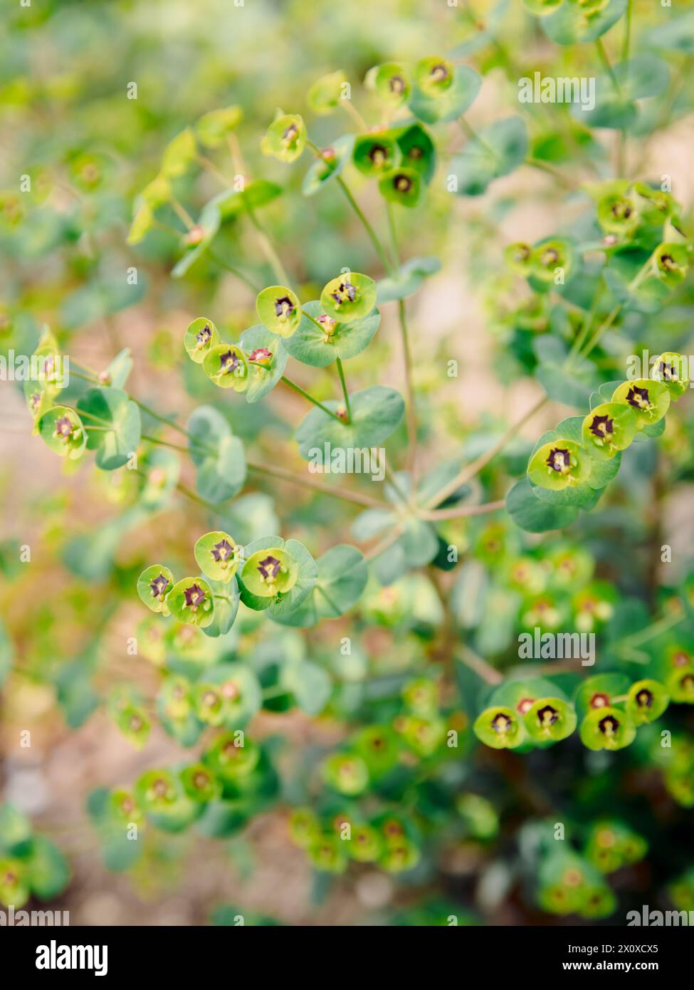 Vista ravvicinata del legno fiorito. Euphorbia amygdaloides Foto Stock