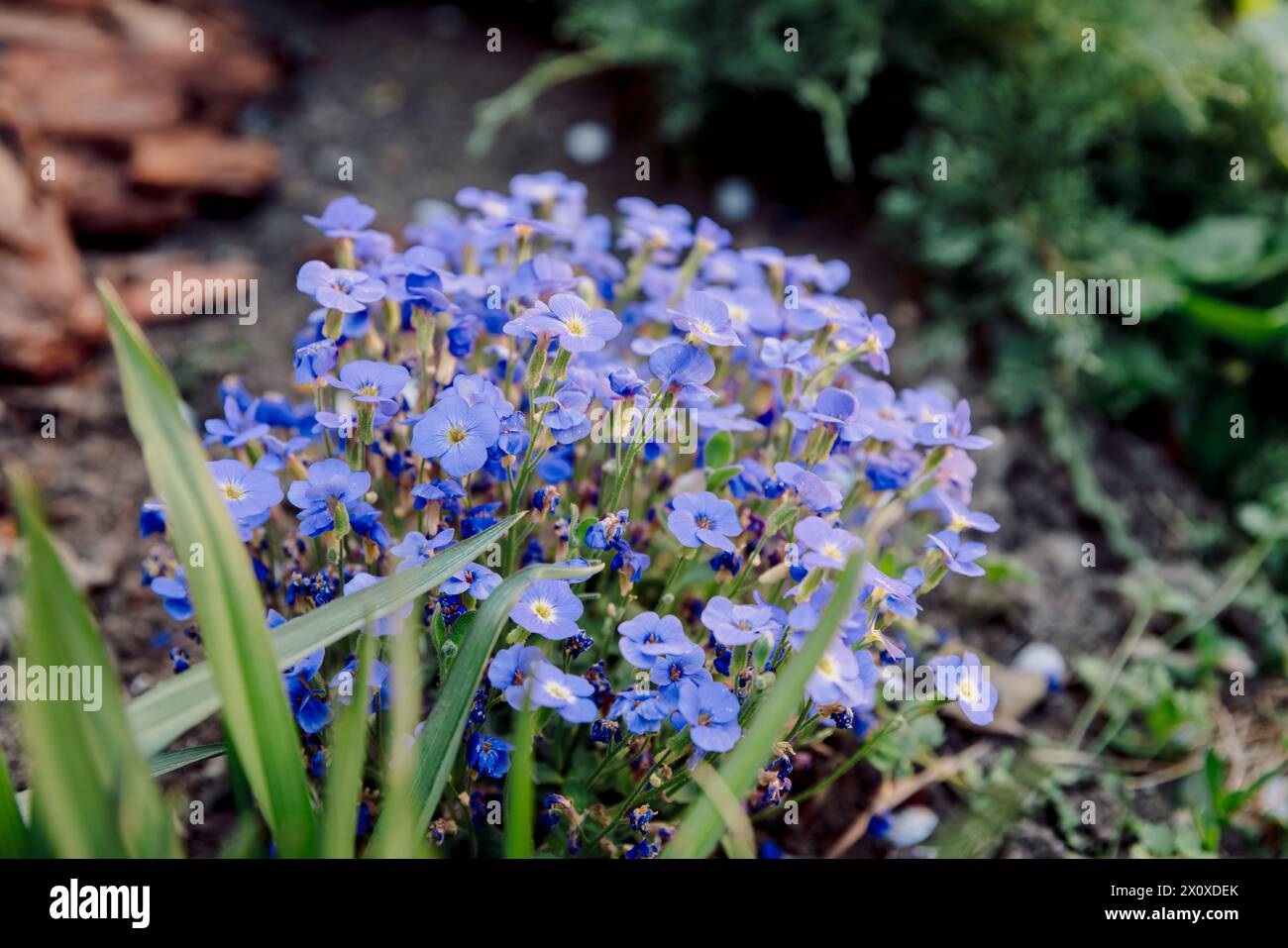 Fiori blu in fiore nel giardino primaverile Foto Stock