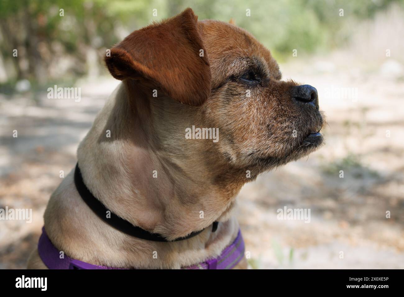 Primo piano del cane Nami con i capelli appena tagliati Foto Stock