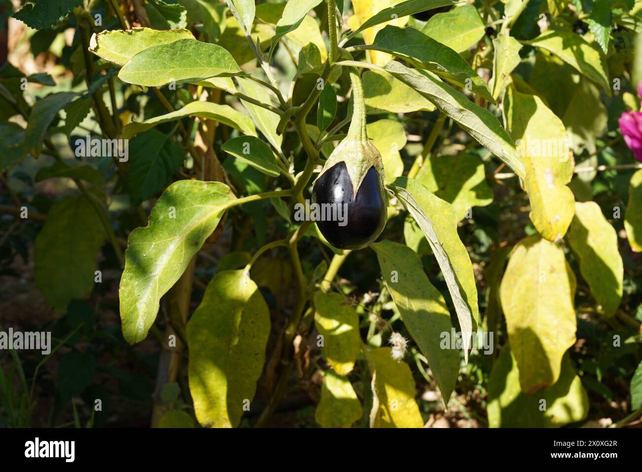 Melanzane, in latino chiamato Solanum melongena, catturate in condizioni naturali crescendo all'aria aperta. Spazio per le copie disponibile. Foto Stock
