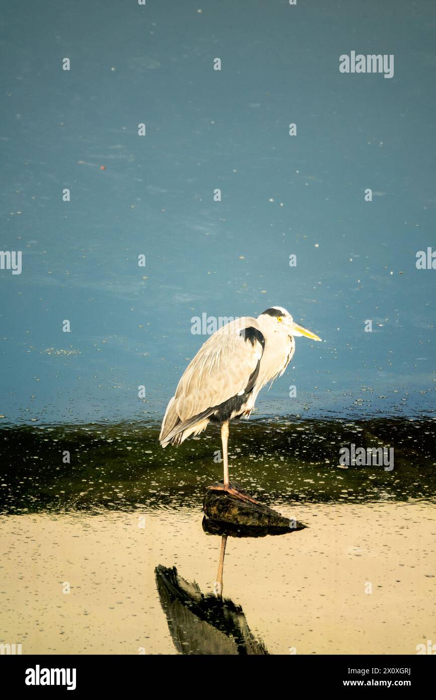 Il Gray Heron (Ardea cinerea) sverna sull'argine del Golfo Persico. Abu Dhabi, emirati arabi Uniti Foto Stock