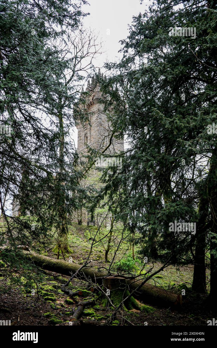 Vista del Monumento a Wallace a Stirling in Scozia attraverso gli alberi in un pomeriggio coperto Foto Stock Vista del Monumento a Wallace a Stirling in Scozia attraverso gli alberi in un pomeriggio coperto Foto Stock