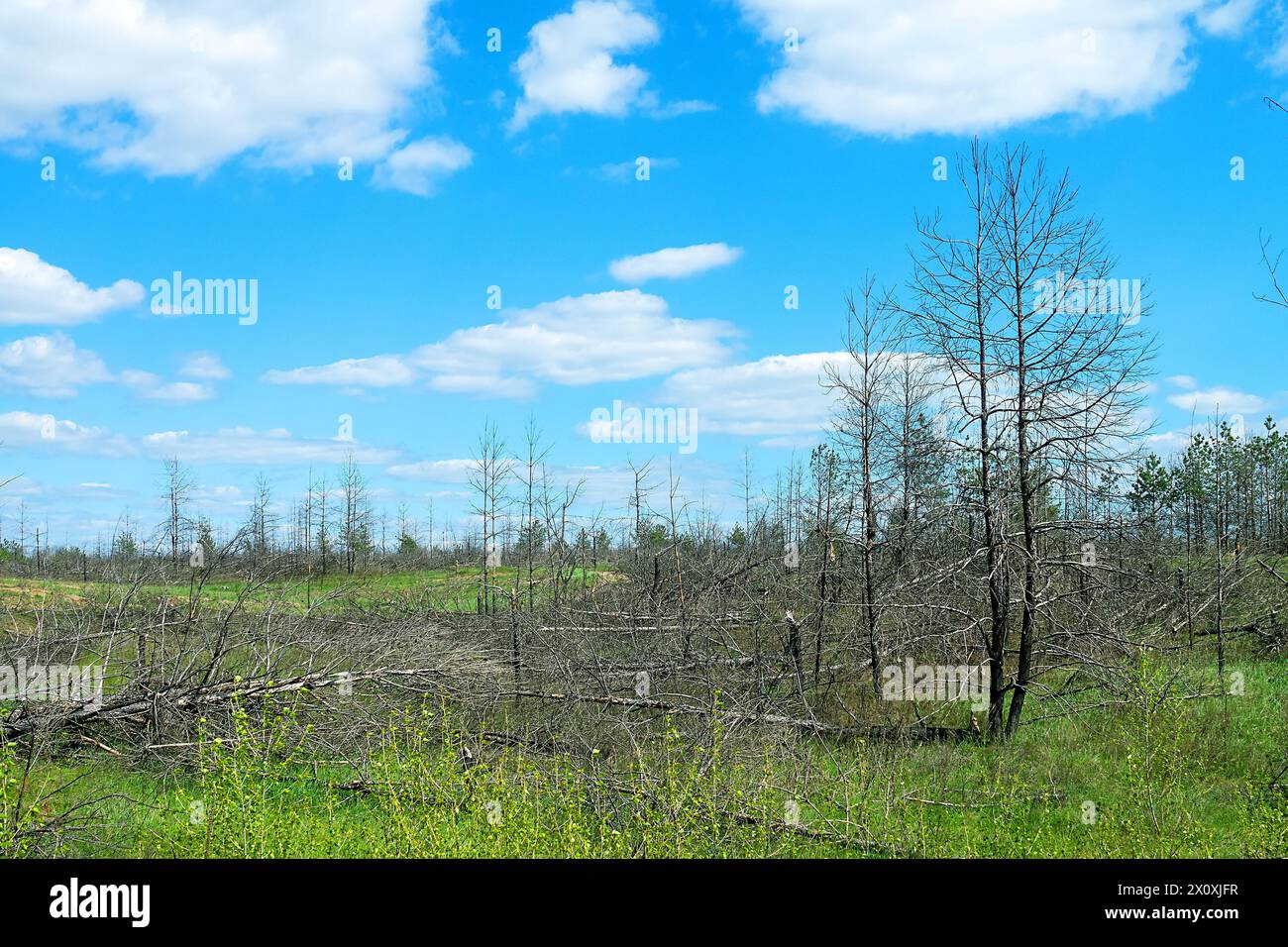 La foresta di pini piantati si è seccata a causa della siccità, gli incendi boschivi, la ricrescita di arbusti, il sottobosco di specie di alberi dalle piccole foglie tolleranti alla siccità Foto Stock
