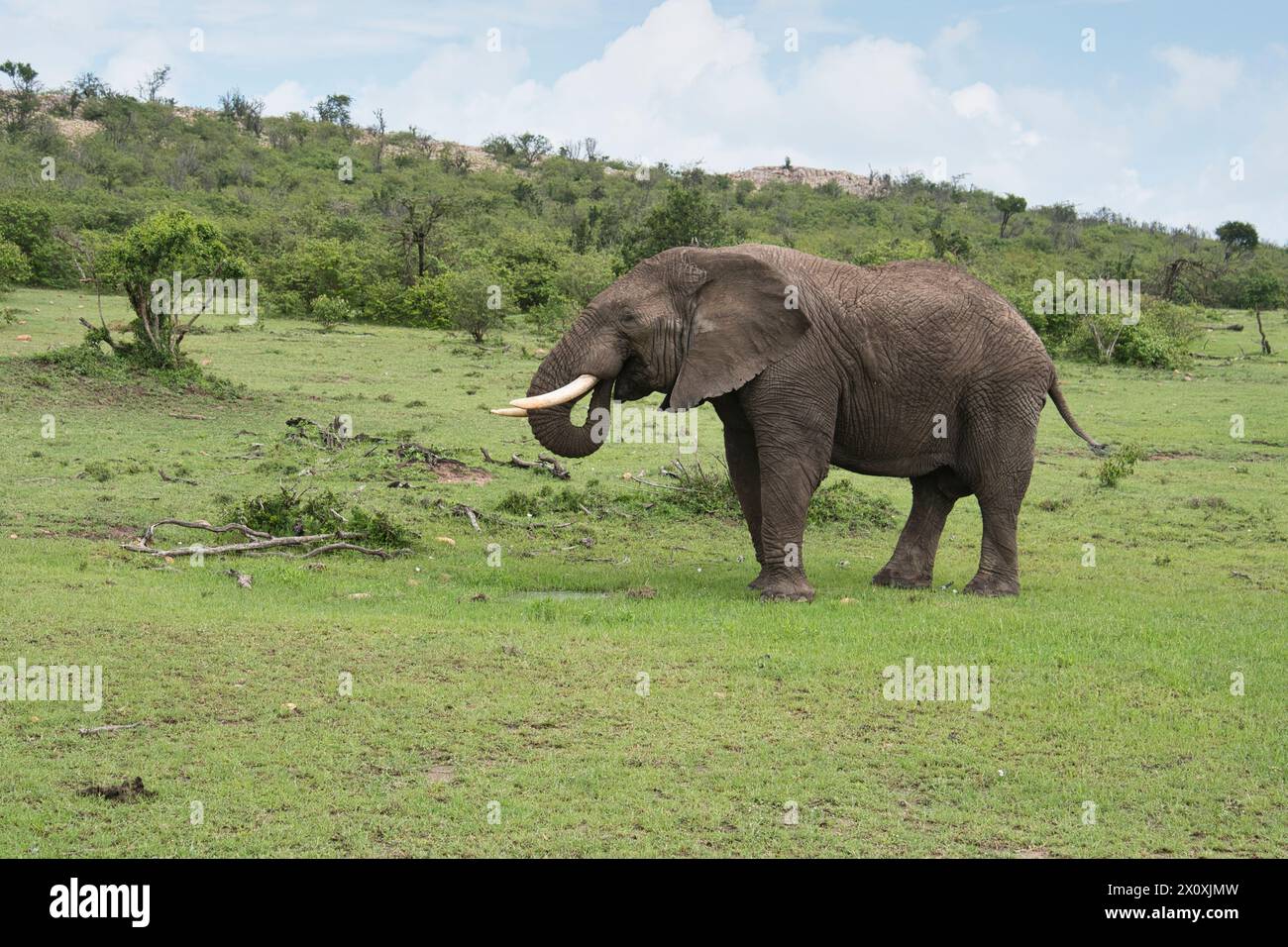 Elefante africano (Loxodonta africana), un giovane maschio adulto (toro) in un piccolo pozzo d'acqua temporaneo dopo lunghe piogge non stagionali Foto Stock