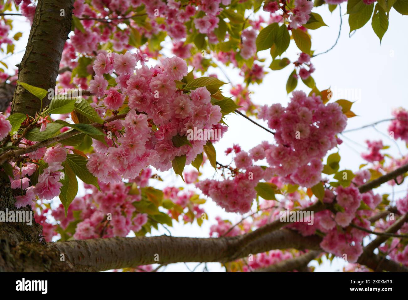 Fiore di ciliegio, alias Sakura in piena fioritura, a Berlino Kirschblütenallee am Berliner Mauerweg, Germania Foto Stock