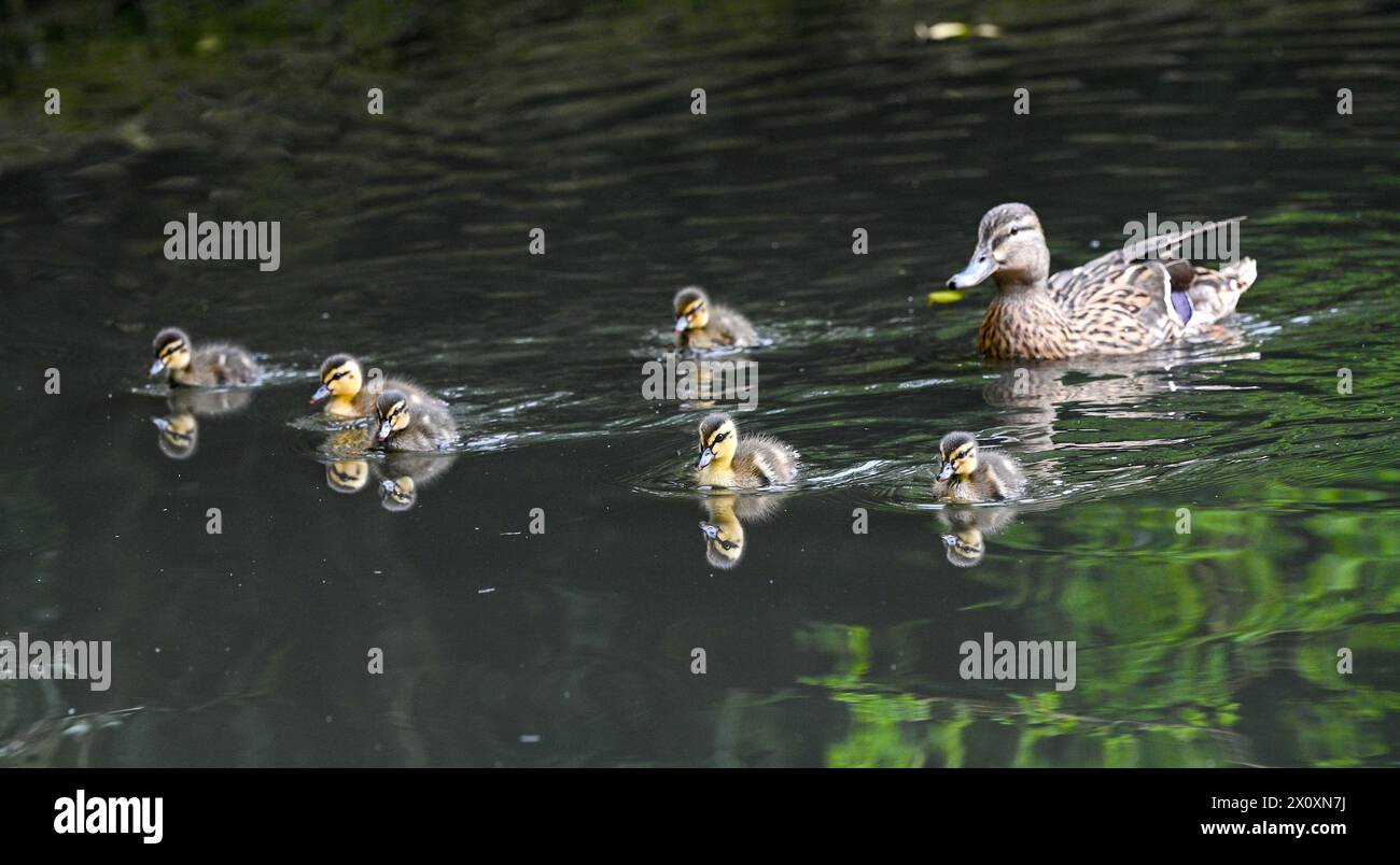 Brighton Regno Unito 14 aprile 2024 - Una femmina di anatra Mallard tiene d'occhio le sue anatre mentre si avventurano nello stagno di Queens Park a Brighton: Credit Simon Dack / Alamy Live News Foto Stock