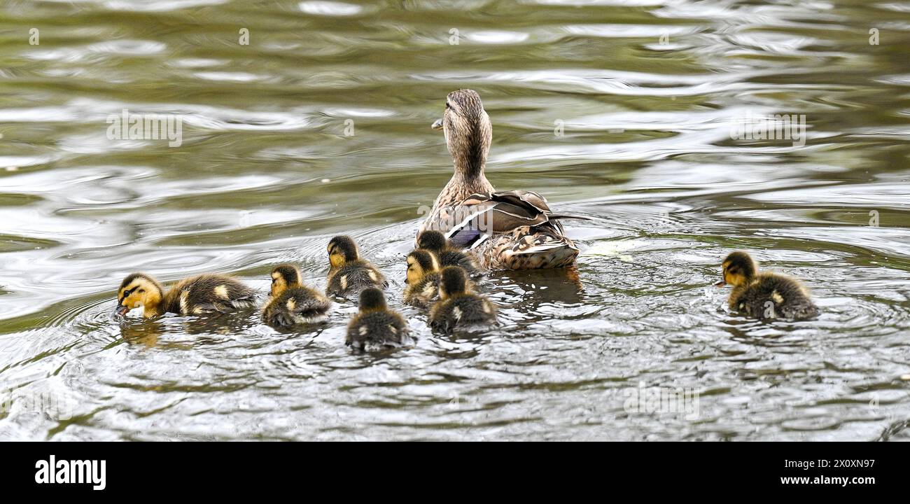 Brighton Regno Unito 14 aprile 2024 - Una femmina di anatra Mallard tiene d'occhio le sue anatre mentre si avventurano nello stagno di Queens Park a Brighton: Credit Simon Dack / Alamy Live News Foto Stock