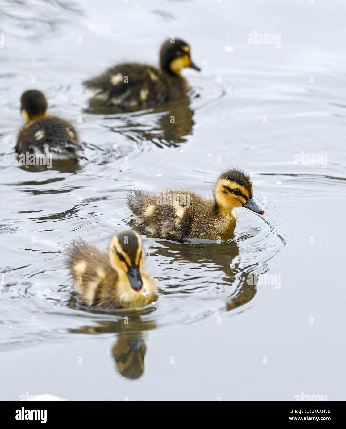 Brighton Regno Unito 14 aprile 2024 - gli anatroccoli Mallard si avventurano oggi sul laghetto di Queens Park a Brighton : Credit Simon Dack / Alamy Live News Foto Stock